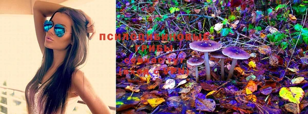 PSILOCYBIN Козловка